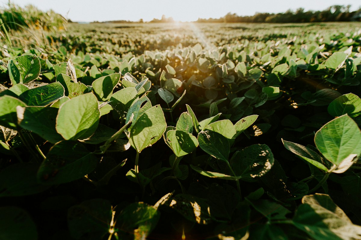 WarAgainstWeedsPodcast (@waragainstweeds) on Twitter photo We are very excited to have on <a href="/WiscWeeds/">Rodrigo Werle</a> and Andy Bensend on today to talk about Non-GMO soybeans!
A few links our guests wanted to share with listeners:
unitedsoybean.org/about-the-chec…
wiscweeds.info
coolbean.info
wisoybean.org We are very excited to have on <a href="/WiscWeeds/">Rodrigo Werle</a> and Andy Bensend on today to talk about Non-GMO soybeans!
A few links our guests wanted to share with listeners:
unitedsoybean.org/about-the-chec…
wiscweeds.info
coolbean.info
wisoybean.org