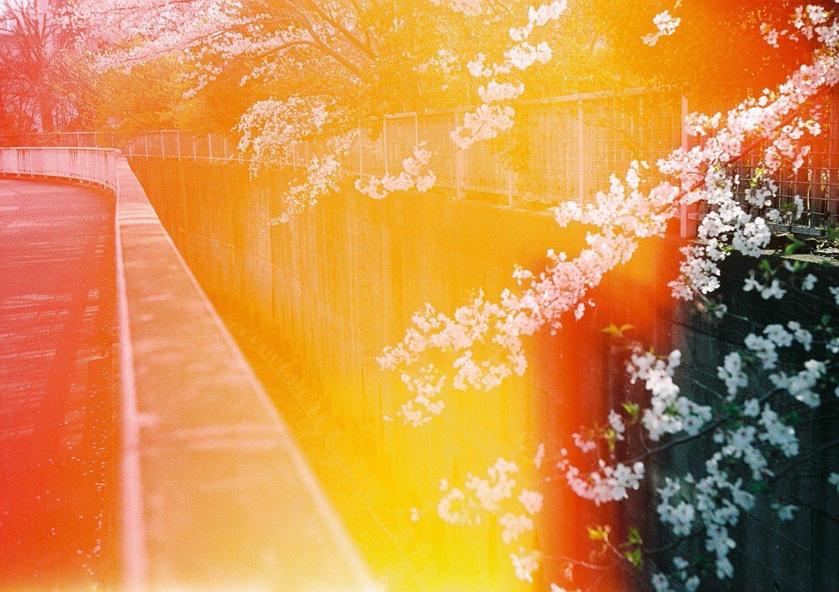 _ichigomelon's tweet photo. ๆฅใฎๅๅพ
#rollei35s #filmpgotography
#ใซใกในใบ https://t.co/5elRPG2LhY
