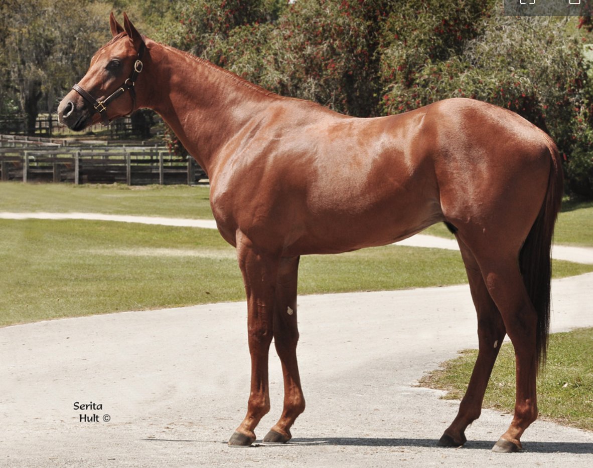 florida_horse's tweet photo. A #FloridaBred colt by #FloridaSire Leinster, who stands for $2,500  @PASStallions, sold for $180,000 Wednesday @OBSSales #OBSSpring. The colt, Hip 332, worked an furlong in :9.80 and is consigned by Grassroots Training and Sales as agent and was purchased by Three Diamonds Farm LLC.