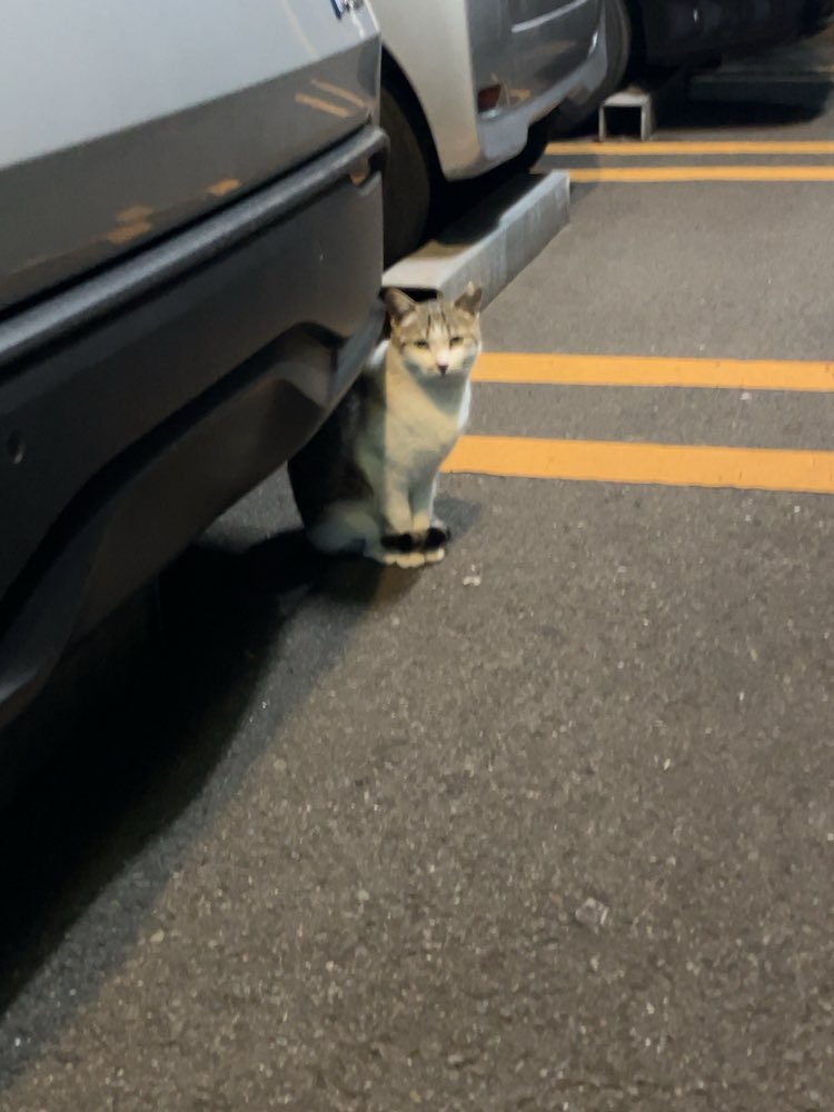 Elijah0583's tweet photo. 大分で見つけたにゃんこ
もう一匹いたんだけどなー https://t.co/B2X6BkNQum