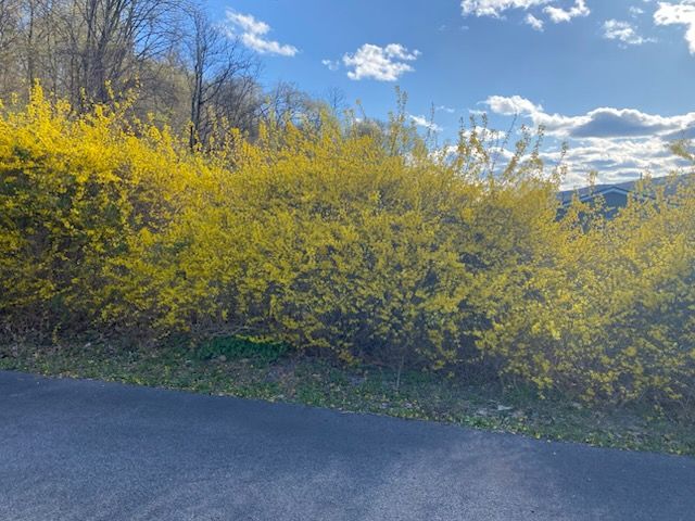 As the weather finally starts to warm up, it's time to think about pre-emergent crabgrass control. The rule of thumb is that if any yellow flowers are left on the forsythia bushes in your area, you still have time to put down pre-emergent crabgrass control.