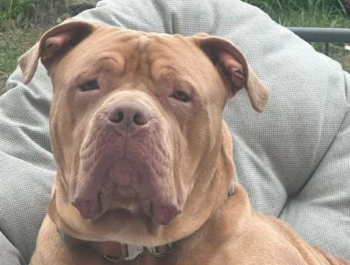 Please retweet, CONVICTED || Carlos Fraser banned from keeping dogs over XL bully Bronson. Bronson has been ordered to be PTS by the courts even though had shown no aggression, Fraser, AVOIDS JAIL #WALES #UK 
A #NEWTOWN man has been banned from keeping dogs for eight years and