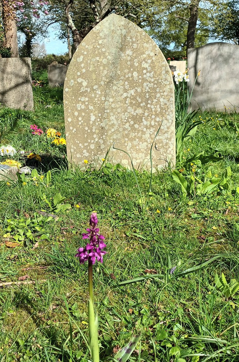 Early Purple Orchids at High Halden Churchyard today.