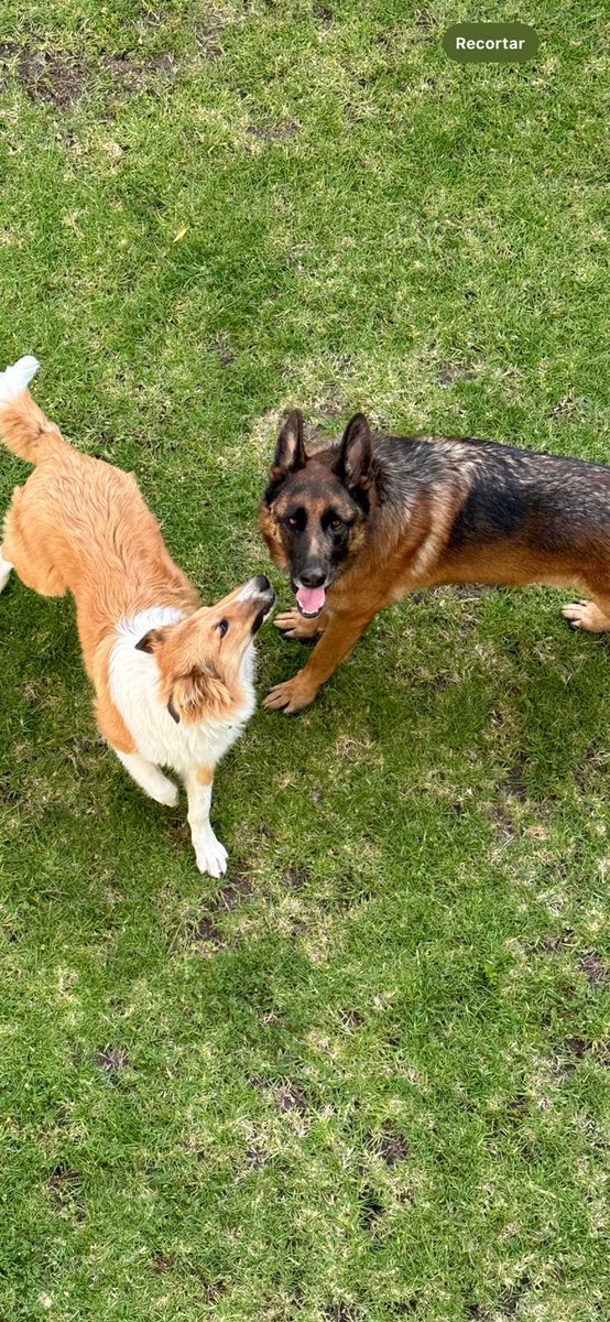 JorgeOlveraG's tweet image. “Un perro es lo único en la tierra que te ama más que a sí mismo”
Josh Billings. 
#felizmiércoles #Familia #compañerosdevida #amorincondicional❤️🐾