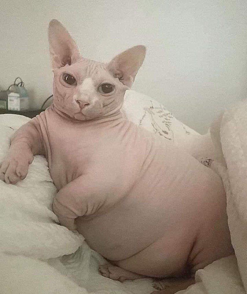 Punch Cat (@punchingcat) on Twitter photo 