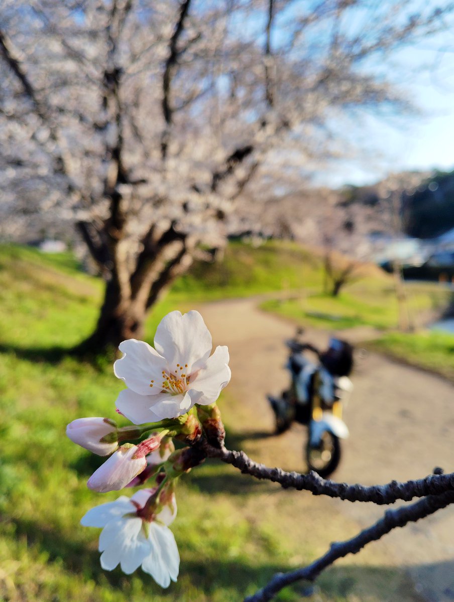 MichihiroM's tweet photo. #桜フォトコンテスト2025 https://t.co/oLIiCZ32XN
