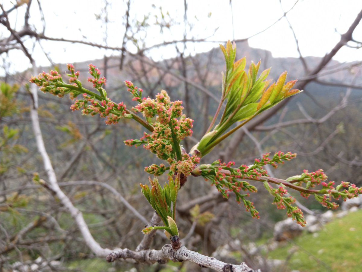 Brotación de las cornetas en HSC. El campo se remueve poco a poco. 🌳
#otiñar #haciendasantacristina #jaen #agroturismo #cornetas #cornicabra #brotacion #mundorural