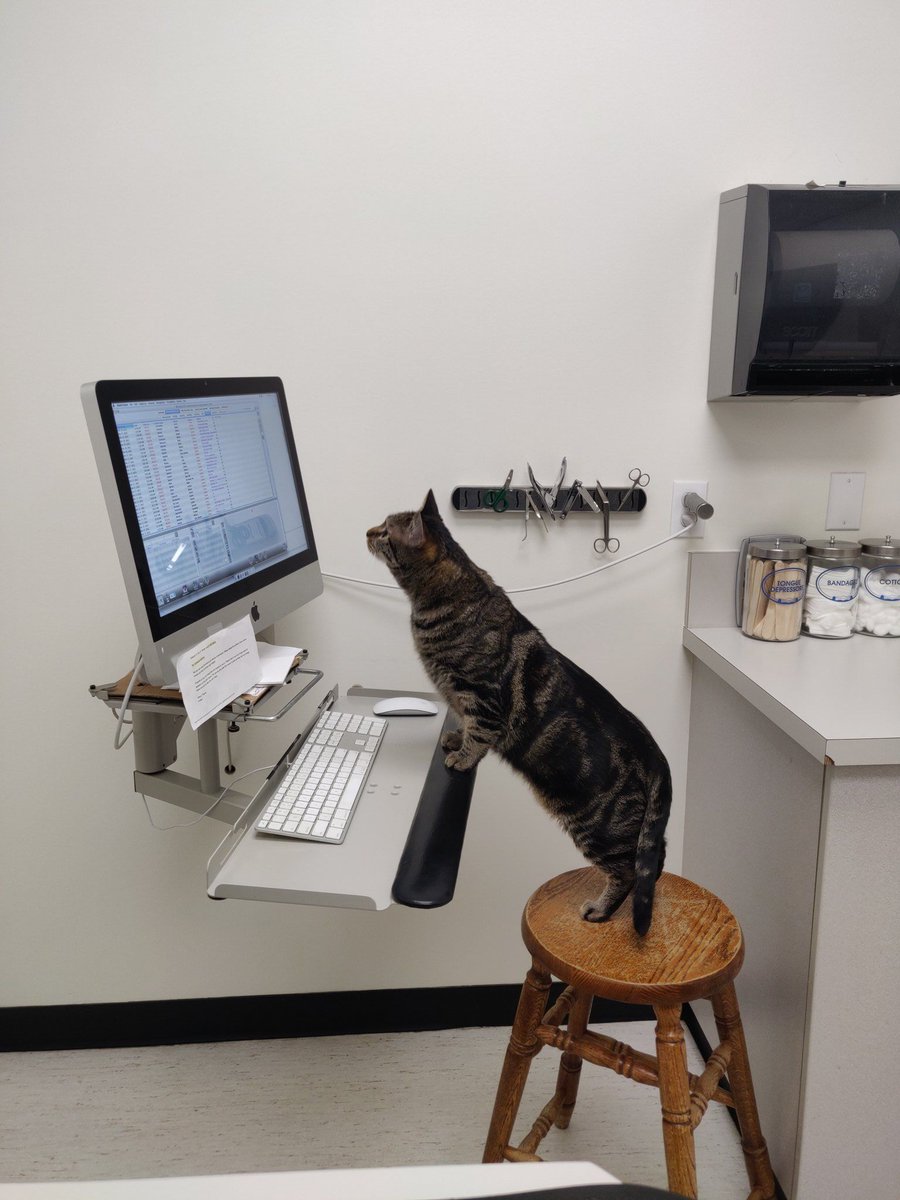 CatWorkers's tweet photo. > Take cat to vet.
> Vet is also a cat. https://t.co/JxHQ6HBlhy