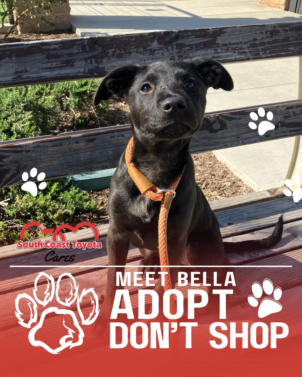 SouthCoastT's tweet image. Big love comes in a tiny package! 🐶💖 

Meet Bella (A1905828), a 10-week-old sweetheart ready to find her forever family. 

Could she be the one for you? Visit @ocanimalcare today and see for yourself! 🏡🐾

#southcoasttoyotacares #pawrentsearch #adoptdontshop #ocanimalcare