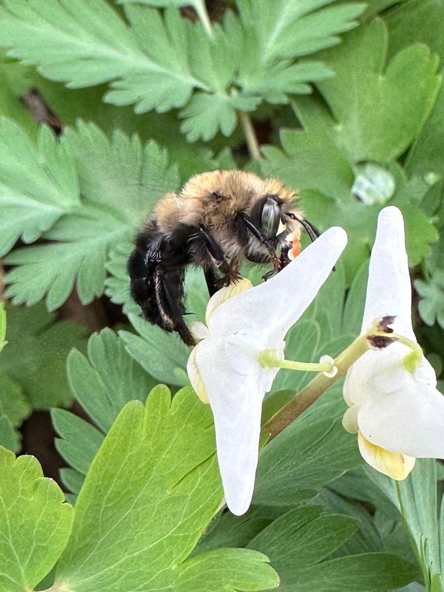 iNaturalist tweet media