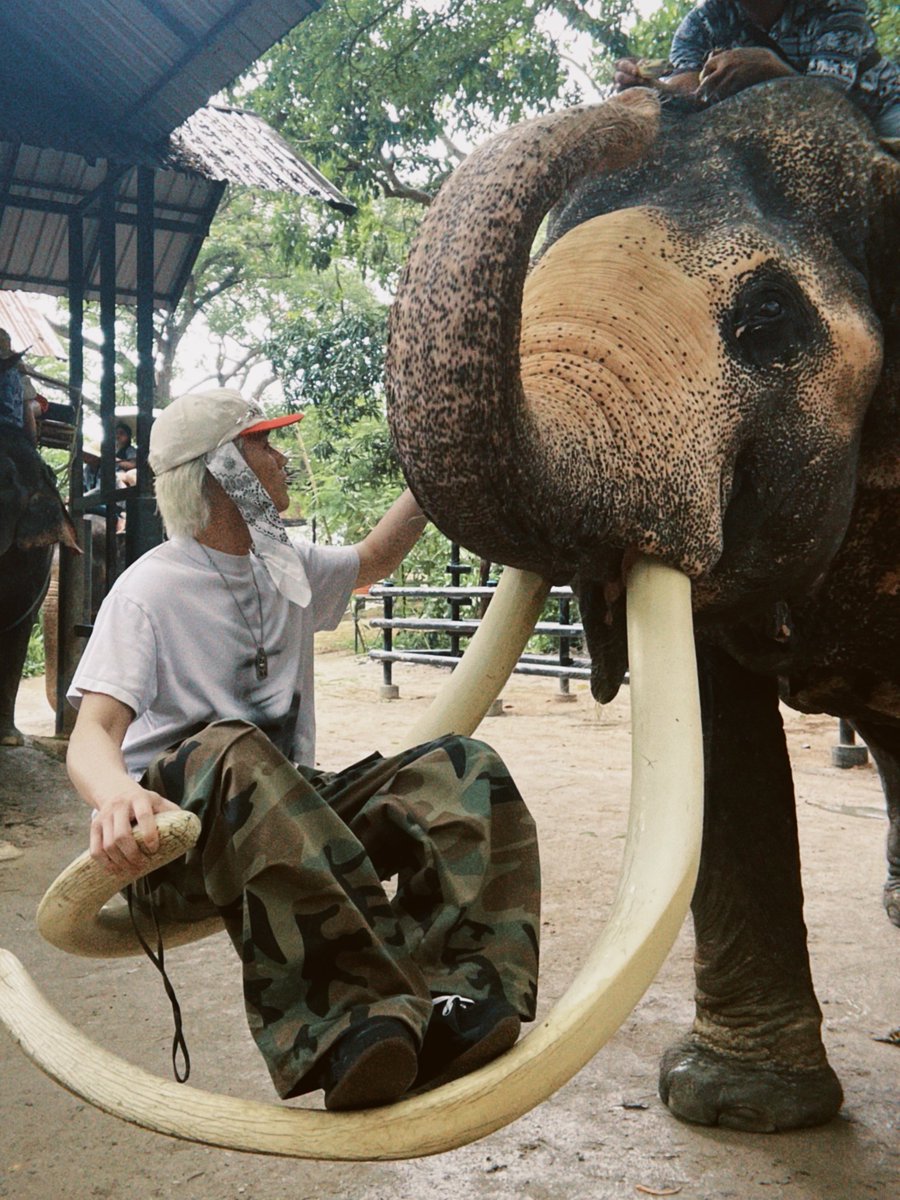 WOLFHOWLHARMONY's tweet photo. เสร็จแล้วก็ไปขี่ช้างกันต่อ🐘!!

なんと...象にも乗りました🐘!!

#WHHinThailand 
#WOLFHOWLHARMONY #WHH https://t.co/zGfVjCAWbG