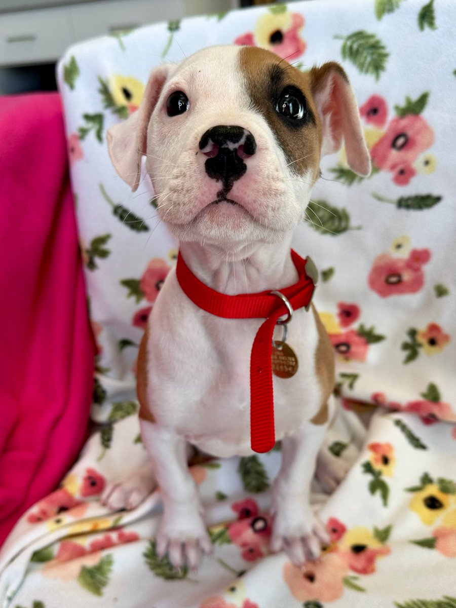 CHA Animal Shelter tweet media