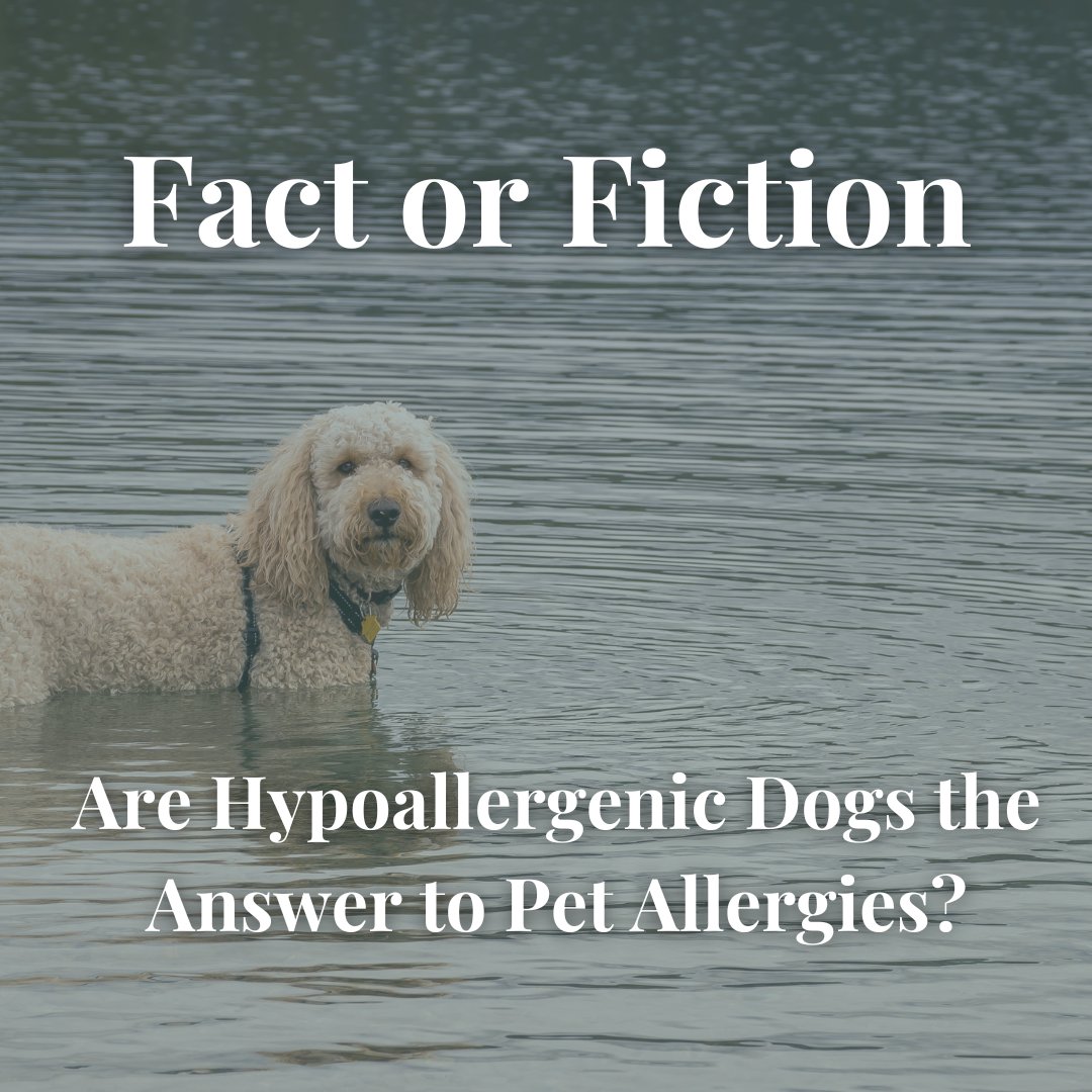 Want to keep allergies at bay while still enjoying a furry companion? We’ve rounded up some must-know tips.

🔗 Read now: bit.ly/428ua9q  

#labradoodle #goldendoodle #maryland #dc #northcarolina #charlotte #USA #itsadogslife #dogworld #dailywoof #multigengoldendoodle
