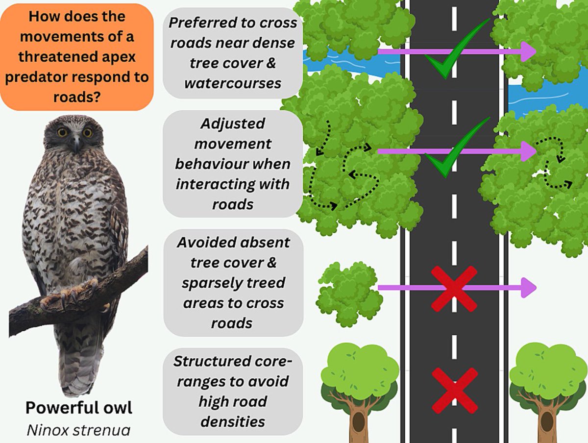 How do roads influence the movements of predators that live near our cities? Using GPS track data for powerful owls we show they structure core ranges to avoid roads, change behaviour when crossing roads, and cross roads near rivers with lots of trees
sciencedirect.com/science/articl…