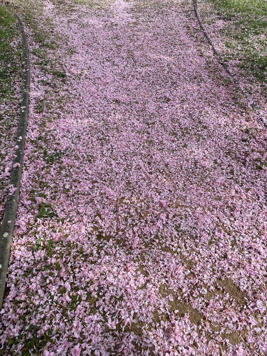 nosfaera's tweet photo. vivent les fleurs et vive le printemps https://t.co/P89jNwWGwU