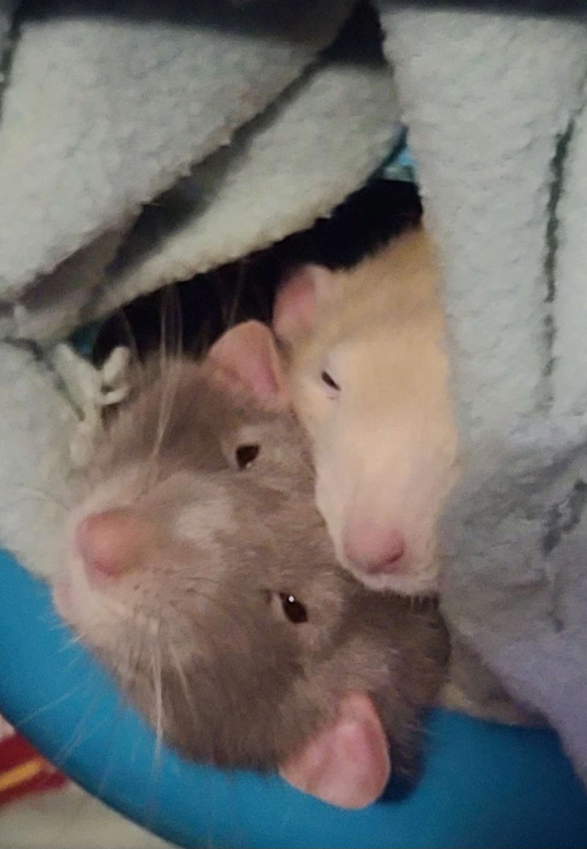 Feeling sad today so here is a cute picture of my boys.