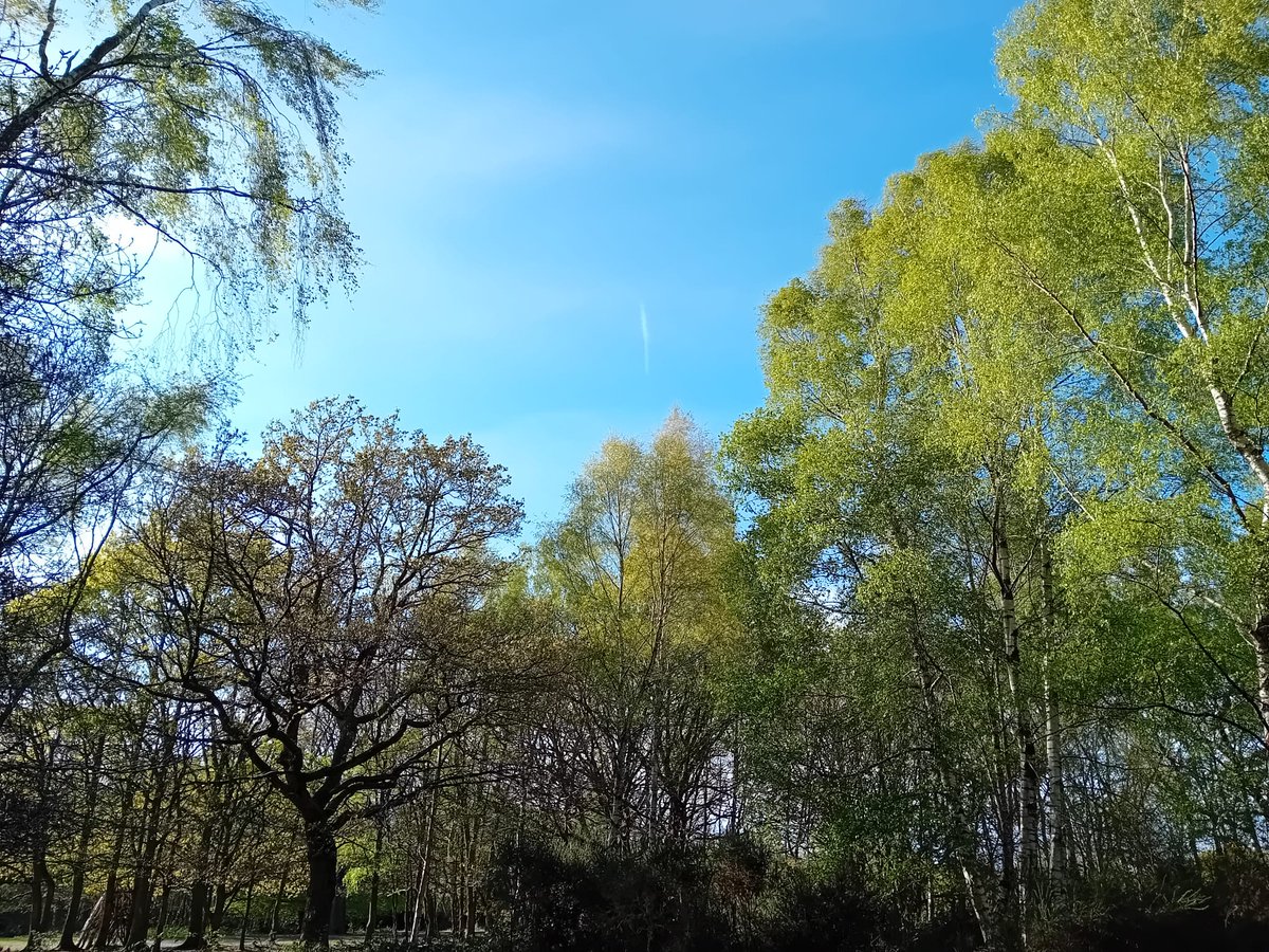 KMac (@macnelliebus) on Twitter photo The fresh green leaves of Spring The fresh green leaves of Spring