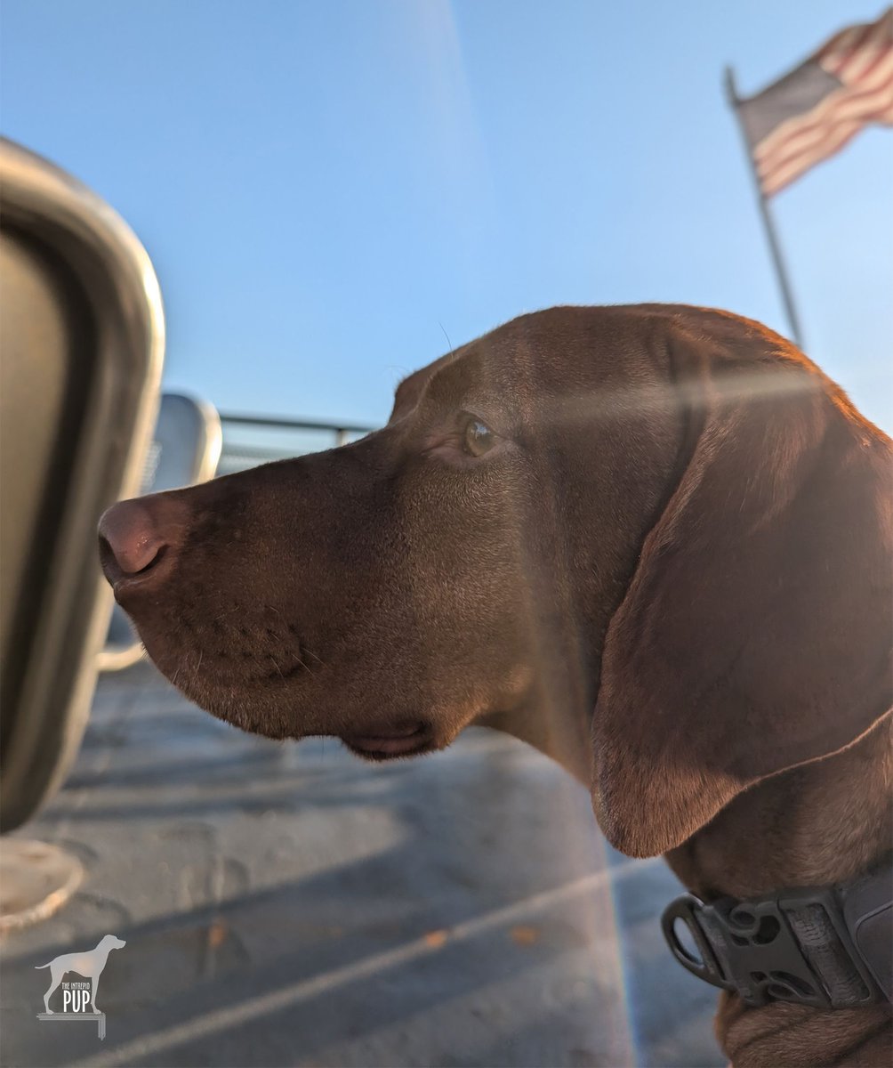 Intrepid Pup (@intrepidpup) on Twitter photo Today's #WITWW mystery photo was of Yonder going on the <a href="/Cross_Sound/">Cross Sound Ferry</a> Ferry from Orient Point, NY, to New London, CT. The ferries traverse Long Island Sound several times a day and transport more than a million people each year. #traveldog #IntrepidPupYonder #adventuredog #vizsla Today's #WITWW mystery photo was of Yonder going on the <a href="/Cross_Sound/">Cross Sound Ferry</a> Ferry from Orient Point, NY, to New London, CT. The ferries traverse Long Island Sound several times a day and transport more than a million people each year. #traveldog #IntrepidPupYonder #adventuredog #vizsla