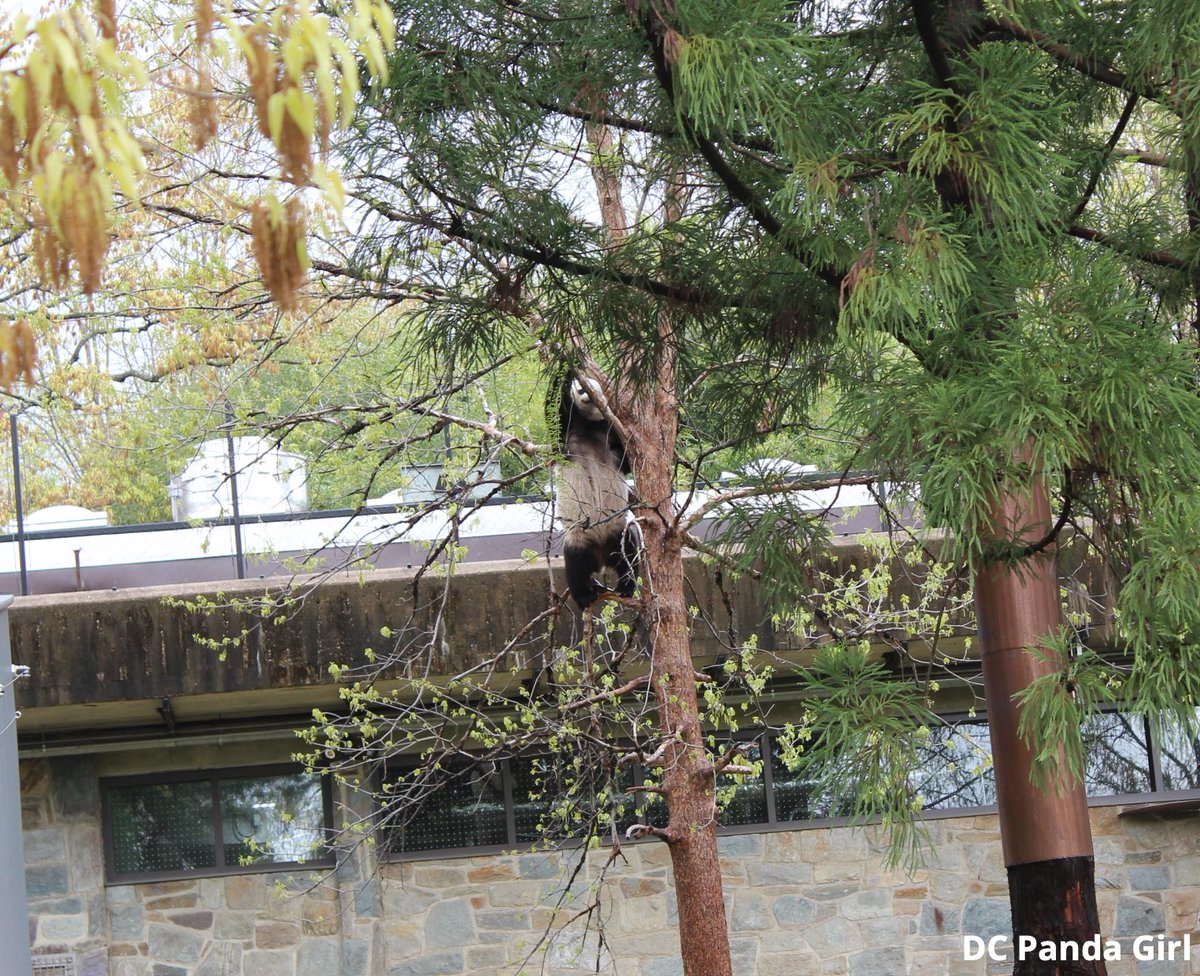 Bao Li climbs, practices Kung Fu and plays 🐼🥰💞🌳 New YouTube video:  youtu.be/GmDHZ7oJbG4?si… <a href="/NationalZoo/">National Zoo</a> #pandas #panda #giantpanda