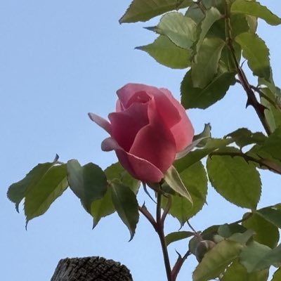 okuusa's tweet photo. リージャンロードクライマーお迎え3年目にして初‼️ https://t.co/Vzc6G5slVv