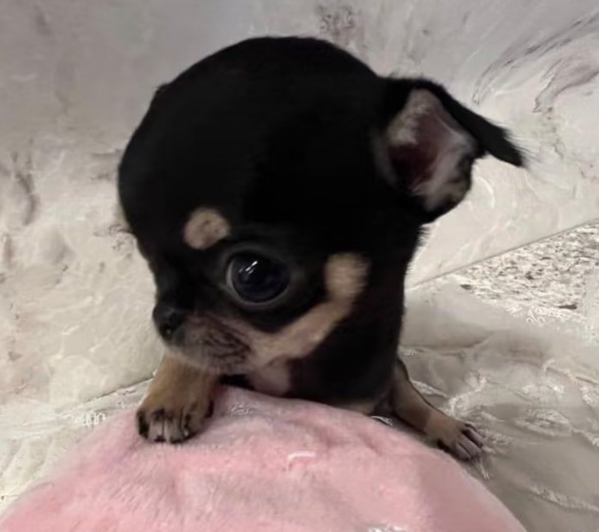 twaniimals's tweet image. can i come over and stare at you like this