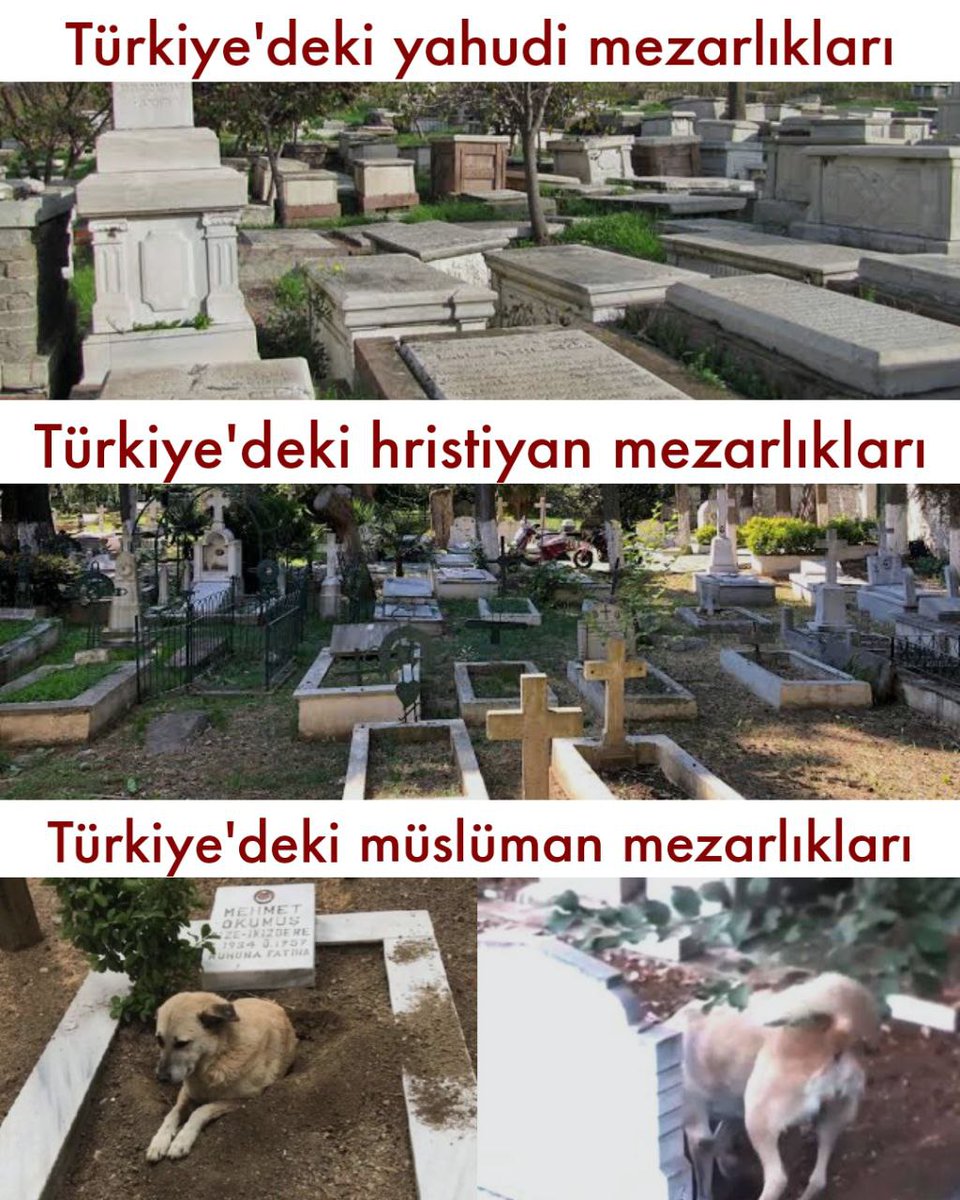 begefentivit's tweet photo. @FethiAslanX @oktay_saral @orhankrkrt @ibrahimyumakli @AliYerlikaya @TC_istanbul @icesur @yalperenayar @TC_icisleri Cesaretleri varsa köpekleri yahudi mezarlığında beslesinler görelim.Buna neden müdahale edilmiyor? @RTErdogan @AliYerlikaya @HakanFidan @TCTarim @elazigcsb @_cevdetyilmaz @TC_icisleri @ibrahimyumakli @TCKulturTurizm @iletisim @diyanetbasin @TBMMresmi @ikalin1 @tcbestepe @Akparti https://t.co/ofjUE5nmjI