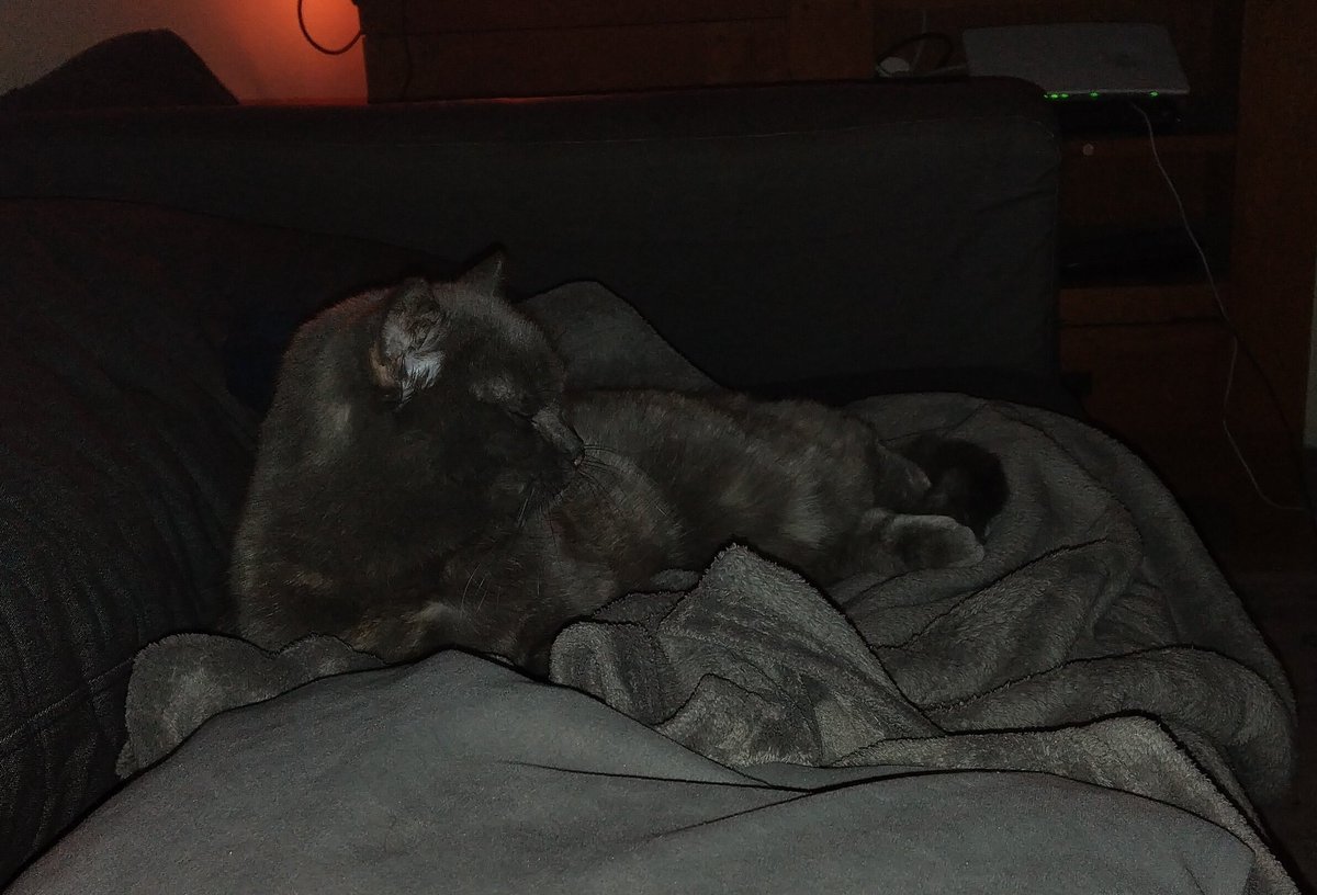 At night all cats, blankets and sofas are grey 😹 Good night furry and non-furry friends 🌜✨ #GoodNightX #goodnight #cats #CatsOfTwitter #Katzen