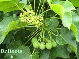 OlawaleOlanir12's tweet image. Iwe awenu to daju 

Get ewe iyalode funfun 41 

Ewe iyalode pupa 41 

Scrub with water enough for you ti bath 

once

And filter it 

You will use the soap 

To bath it on a bumpsite ( Lori akitan ) 

At night 

Retweet and like for the 

Soap making process