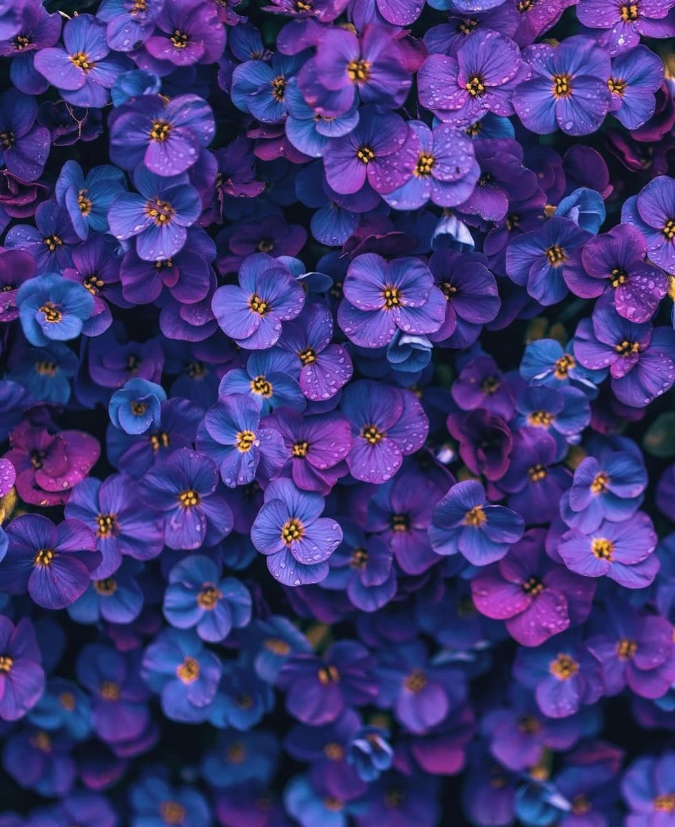 leellrc's tweet image. I will not give up the flowers in my heart for stones just because the world is a hard place. The world is only hard because it needs more flower-hearted people... Nikita Gill

Salufi