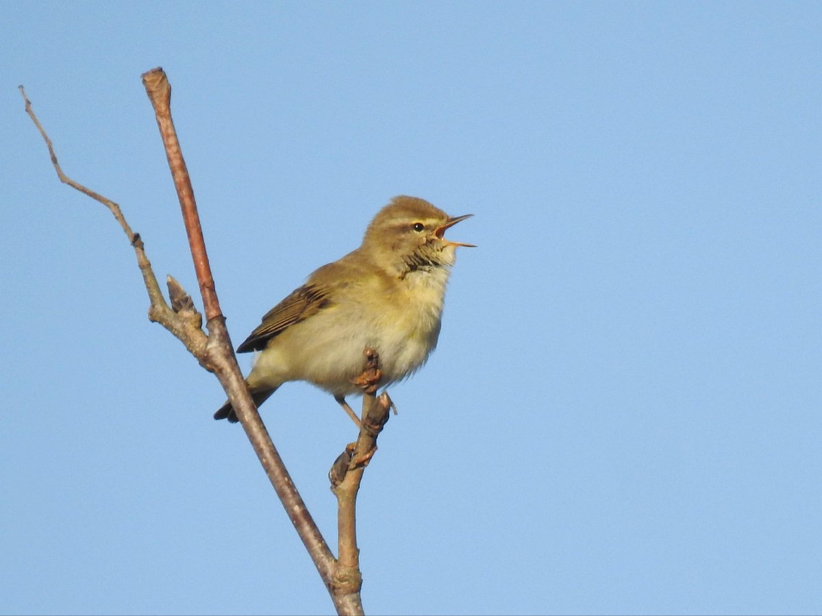 Tree Pipit, 7 Wheatear, 16 Willow Warbler, 3 Chiffchaff, 2 Swallow, Blackcap and 3 Shelduck on Crownhill Down this morning. #patchbirding #birding #ukbirding