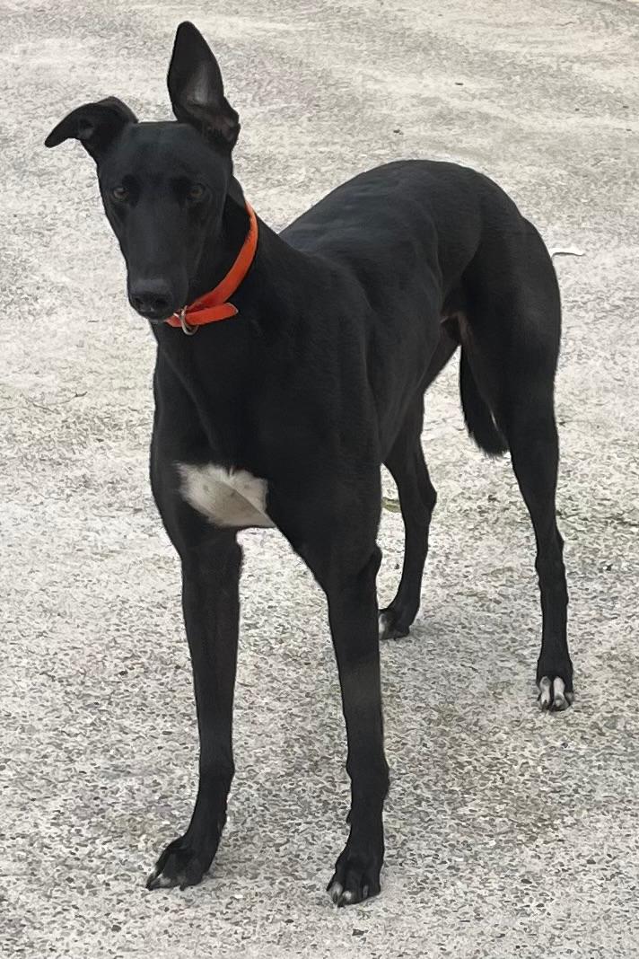🗣 What did you say??? I'm in the Final.... whoo hoo! 

Scotty aka Skywalker Schar likes what he hears from the O'Donovans at home in Tipperary this week!

His owner, Ray Patterson, is a big Newcastle fan hence his soccer inspired name. Ray and trainer Michael have enjoyed some