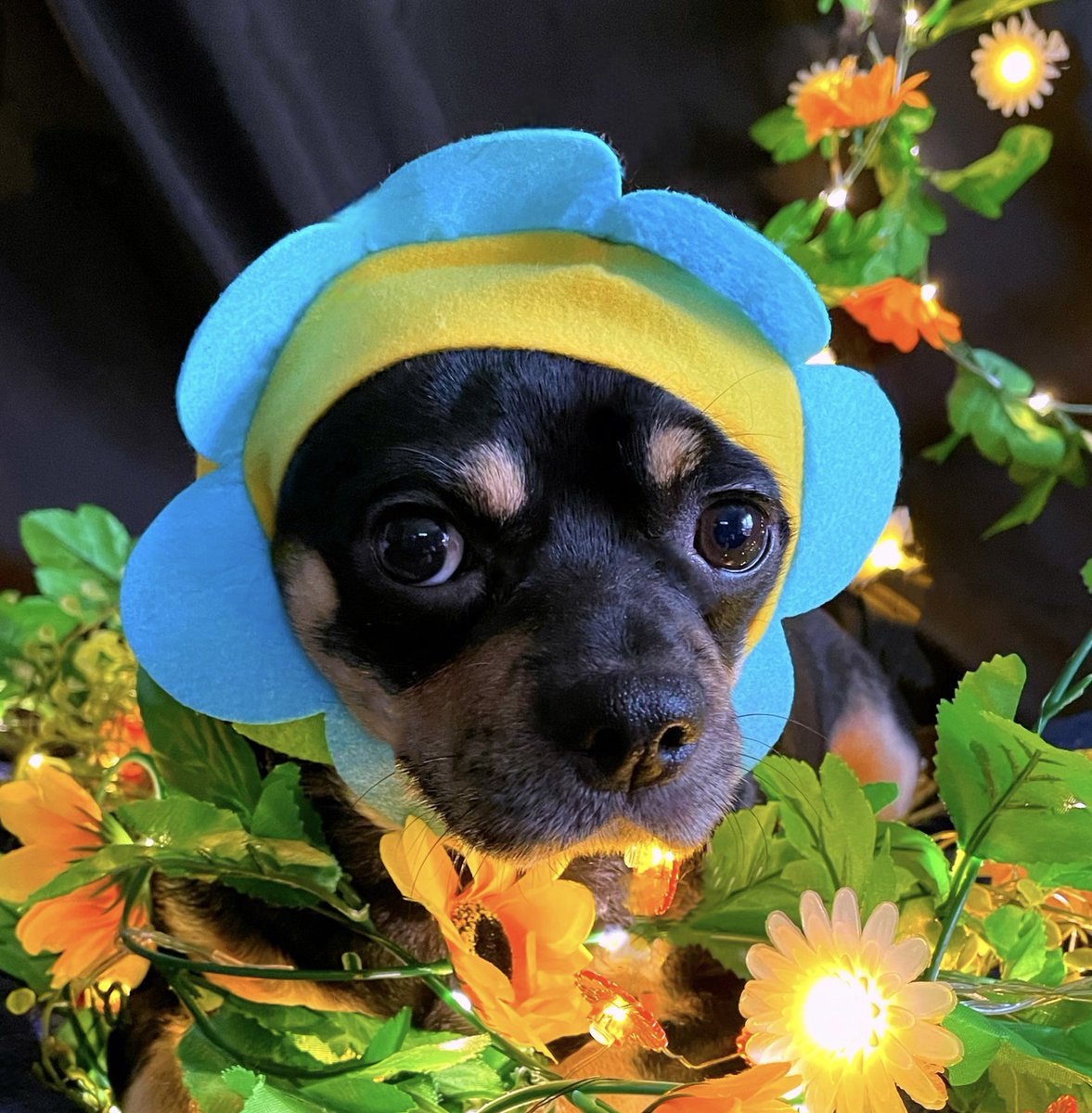 sarahanunn's tweet photo. #DogsWearingHats Collection / #DumpsterFire2025 Edition. Posting these as a distraction from reality.
🎩
Bremmy is hoping that if he dresses like a flower, it will attract flowers & spring will come soon!
🌼🌸🌺🌸🌼
#FlowerDog #RescueDog #Chugdog #ChonkyDog #DogsofTwittter https://t.co/DI3lU7eduS