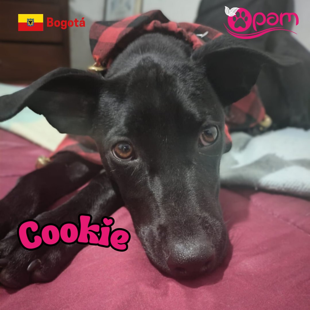 FundacionOPAM's tweet photo. 🐾🐱 ¡Ellos solo necesitan un hogar lleno de amor! 🐶Conoce a Terrón, Bruno y Cookie, tres peluditos llenos de cariño y alegría, que están buscando una familia que les dé la oportunidad de brindar todo su amor. 🏡💫¡Ellos te están esperando ! WhatsApp: +57 3194617259 . https://t.co/YNDsh0iXM2