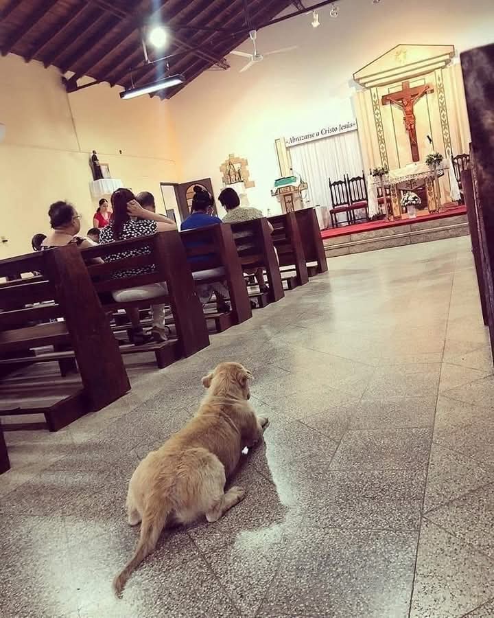 GRamirezF_D12's tweet photo. Y protege a todos los animalitos del mundo de la ignorancia humana.
Amén 🙏🐾🕊️✨❤️ https://t.co/O2VF91De7n