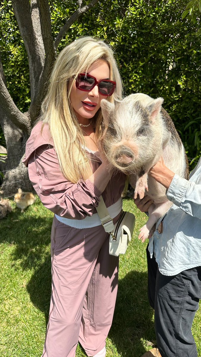 AdrienneMaloof's tweet image. This cute little piggy is looking straight into the camera… what a ham! #TooCute #AnimalLover #SunshineAndSnouts 🐷☀️😂