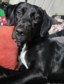 millypod1's tweet photo. π15 APR 2025 #Lost POPPY #ScanMe
Black Labrador Cross Female
Tehidy Woods, nr North Cliffs Car Park
#Camborne #Cornwall #TR14
Poppy bolted from the crate of car when taken for walk by dog walker
PINK COLLAR BLACK LEAD
SIGHTINGSβοΈ07881 924794 /07788 111422
https://t.co/8CvAANDL7P https://t.co/MEEyYAalQx