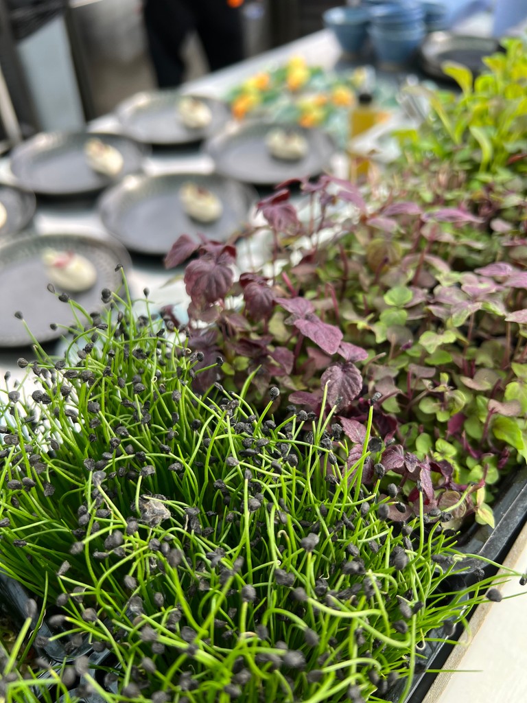 WestlandsUK's tweet photo. Are our Growing Leaves in your kitchen? 👀 They should be.
Pick whatever you want, whenever you want it. Fresh, tastaaay herbs at your fingertips.
Available at your nearest stockist!
#Herbs #MicroLeaf #UKChef https://t.co/Yyv6CH30Kx