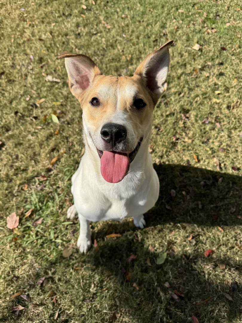 MemphisHumane's tweet photo. Hey, everyone! Meet Tova. This 1-year-old girl loves meeting new friends – both human and canine. After a successful hip surgery, this loving, playful pup is full of life and ready for her next chapter. Could that be with you?

Apply to adopt Tova: https://t.co/feeiZqVNHd https://t.co/eHUcvXRNZJ