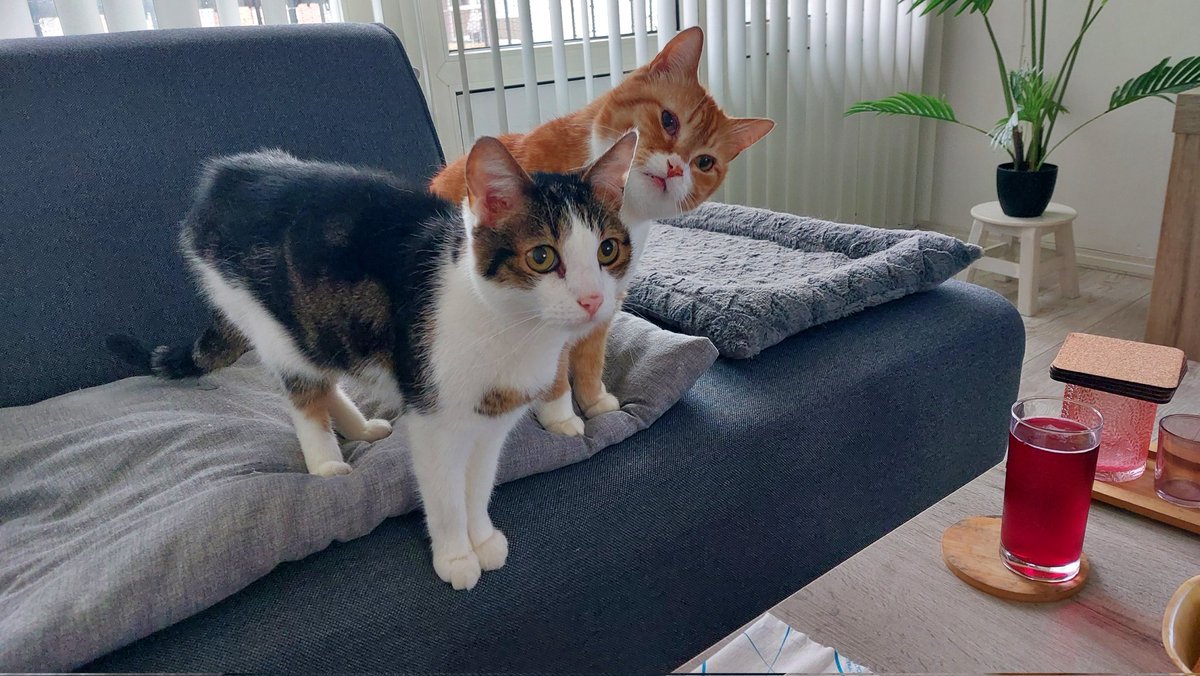 daantje_020's tweet photo. Yep er staan hapjes op tafel😉
#cats #teamterror #catsofx https://t.co/nuxxx0azY9