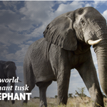 Photo by Save Animals Facing Extinction (@SaveAnimals)