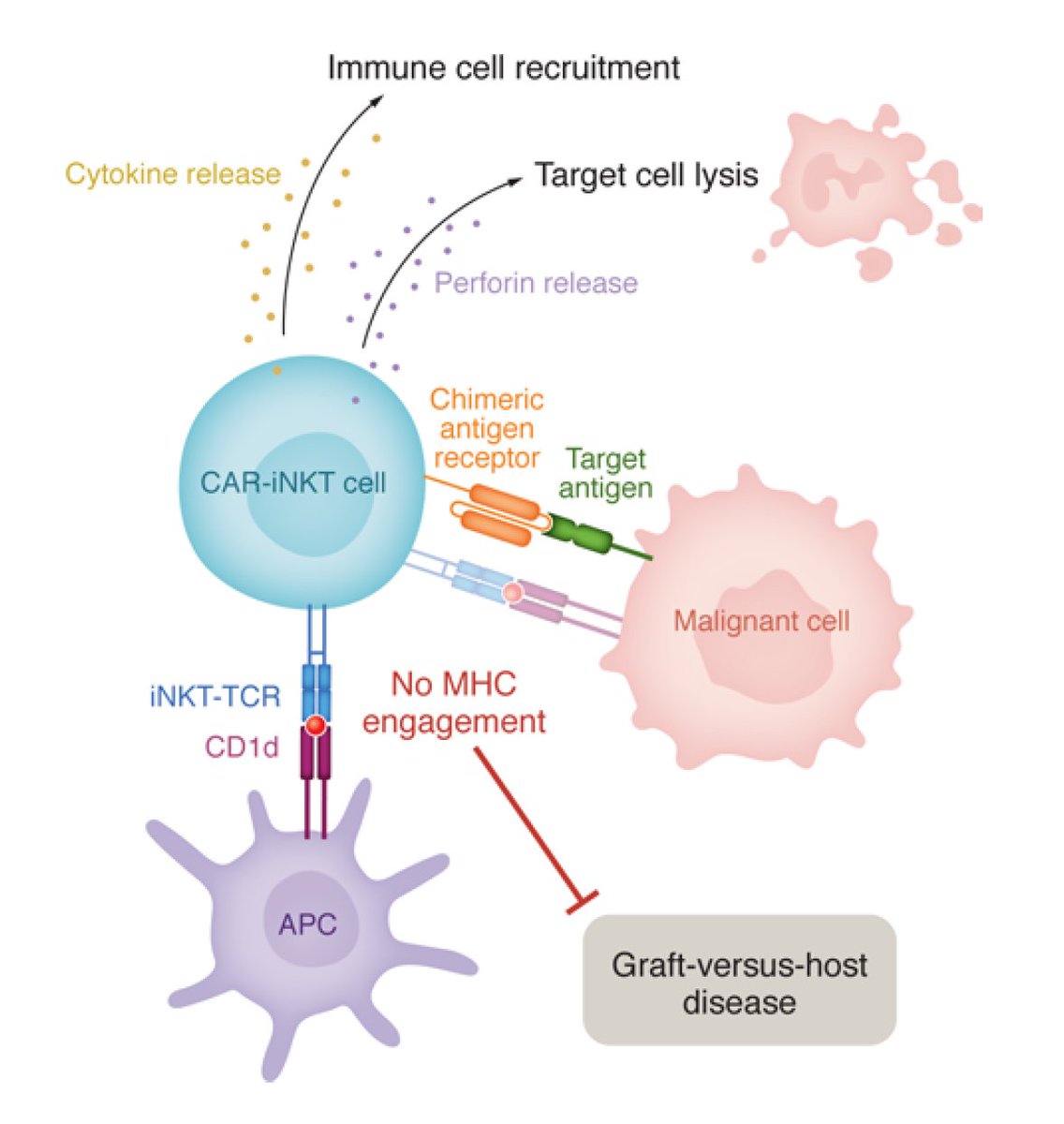 The potential for off-the-shelf natural killer cells vs pancreatic cancer
jci.org/articles/view/…
"With striking response rates observed in all models tested, and with 100% survival at day 80 being reported, the remarkable efficacy of PSCA CAR_sIL15 iNKT cells is compelling."