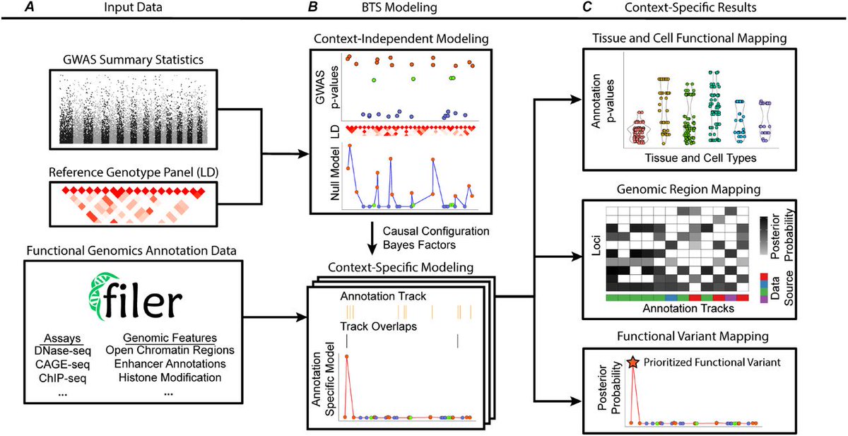 Find out why Bayesian Tissue Scores are over 100x more efficient in estimating functional annotation effects and context-specific variant fine-mapping compared to existing methods. 

See our new preprint 

biorxiv.org/content/10.110… 

#genetics #research