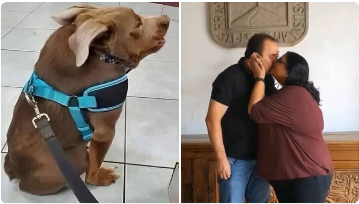 Con ustedes!…CUAUCITLALI!.. bestia híbrida hecha con mucho amor!♥️

 #Sheinbaum