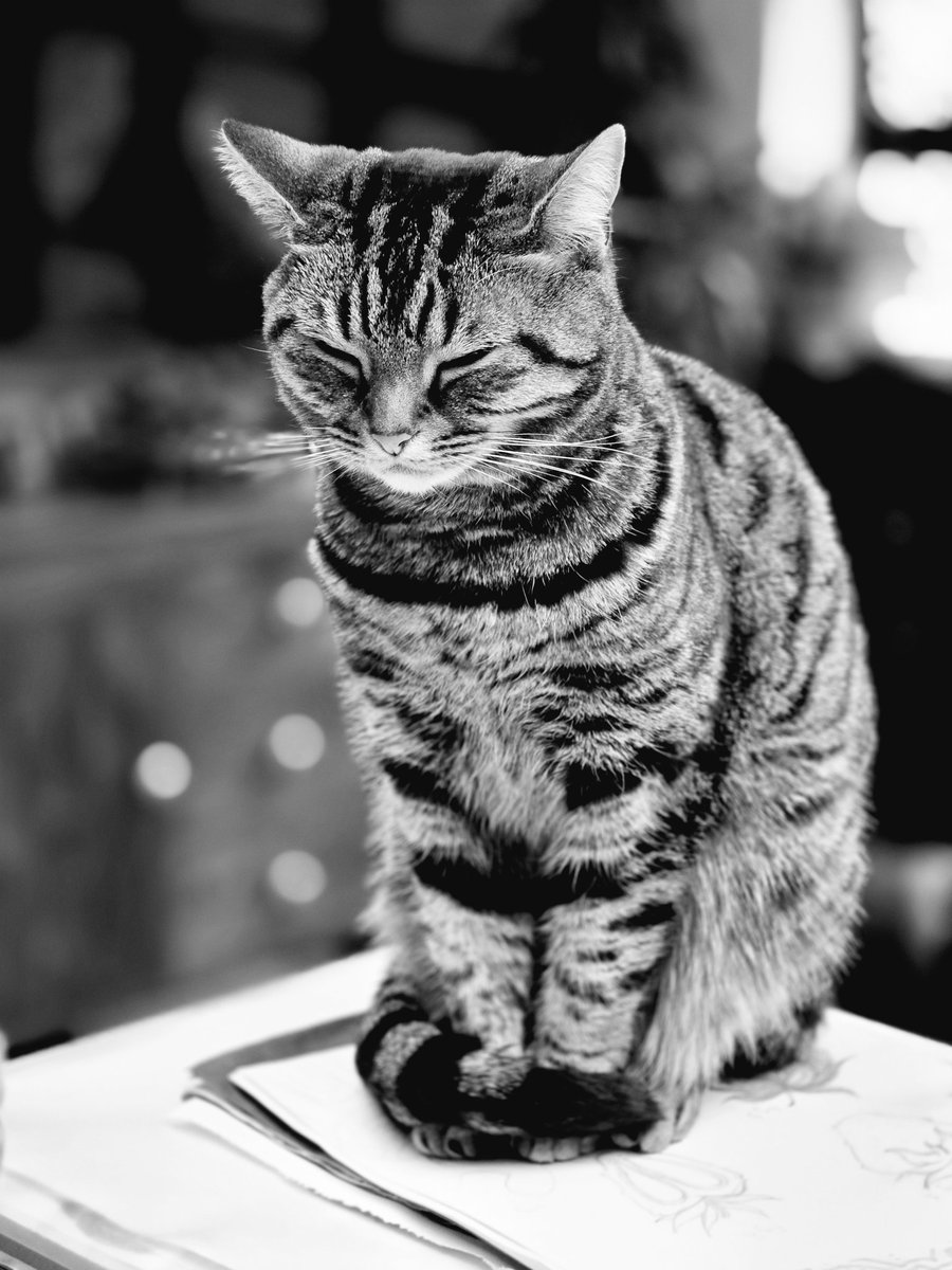 Princess Leia still has the ability to sleep standing up.

Good girl 😹😻

  #cats #studiocats #tabbycats
