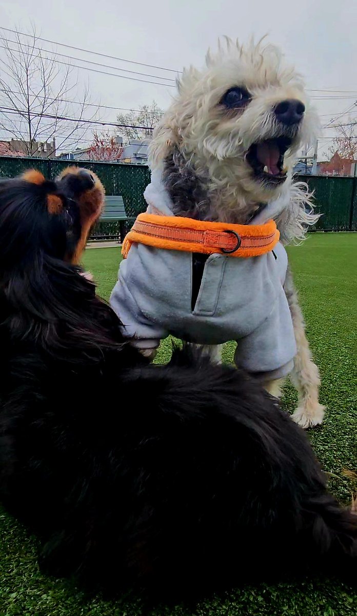 いっぱい遊んだね💦 仲良しのジェダちゃんと桃ちゃん