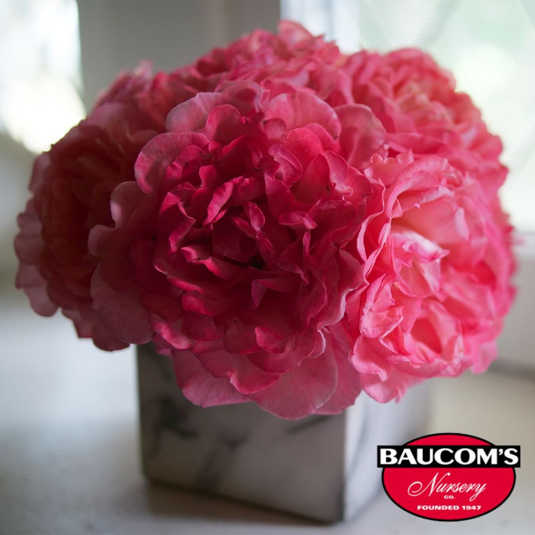 NEW ALERT!
Reminiscent roses from Proven Winners.

Visit us at baucomsnursery.com for all your WHOLESALE ONLY needs. 

#provenwinners #reminiscent #coral #rose #weigela #vitex #hydrangea #baucomsnursery