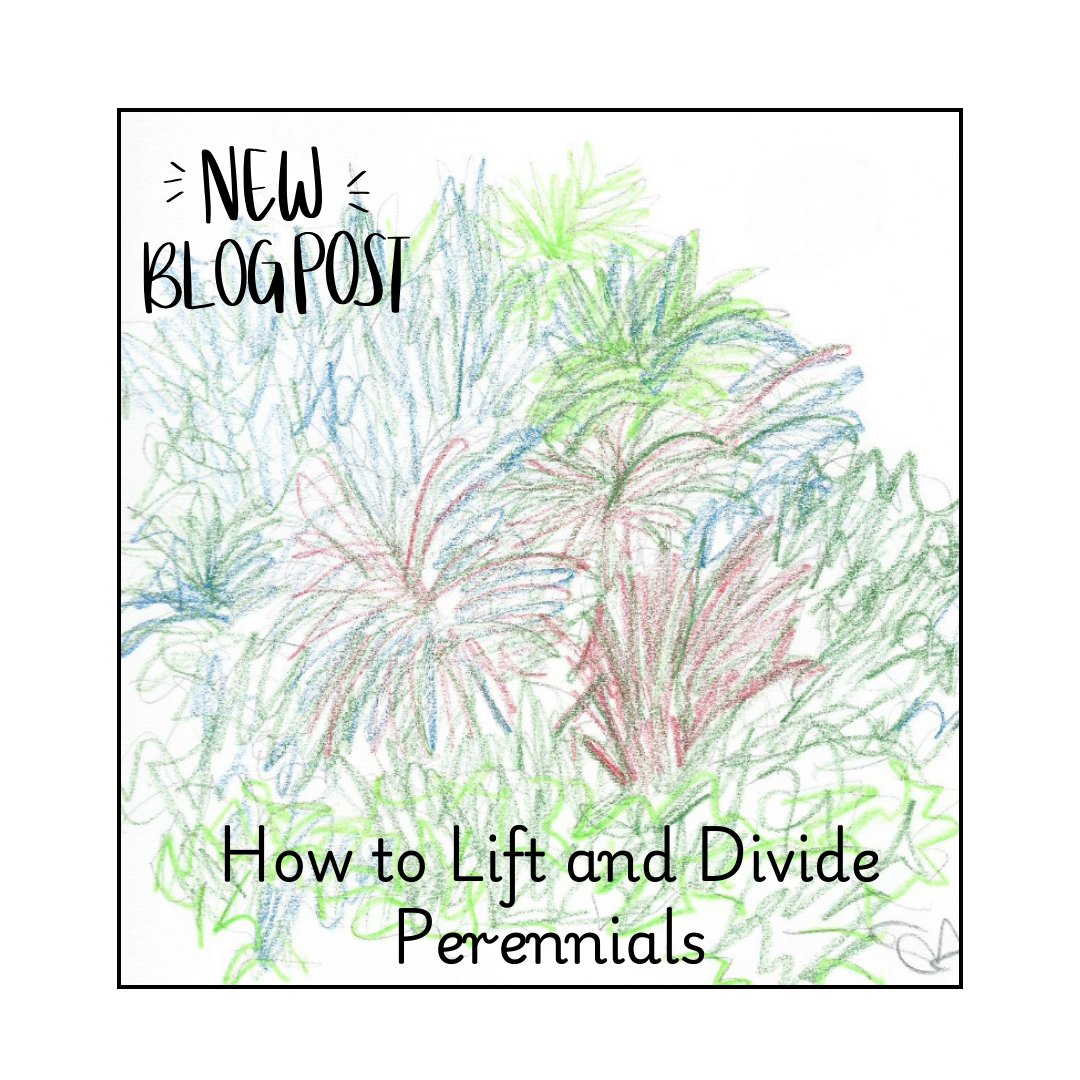 UpTheGardenCo's tweet photo. Are your garden beds feeling a little overcrowded? Have your beloved plants stopped flowering as they used to? https://t.co/k5NIJgL7fV
#perennials #gardening #gardens #gardener #gardeninspo #gardenknowledge #gardenblogs #gardeningblogs #gardeninspiration #gardenlife https://t.co/e66C8ZZsH7