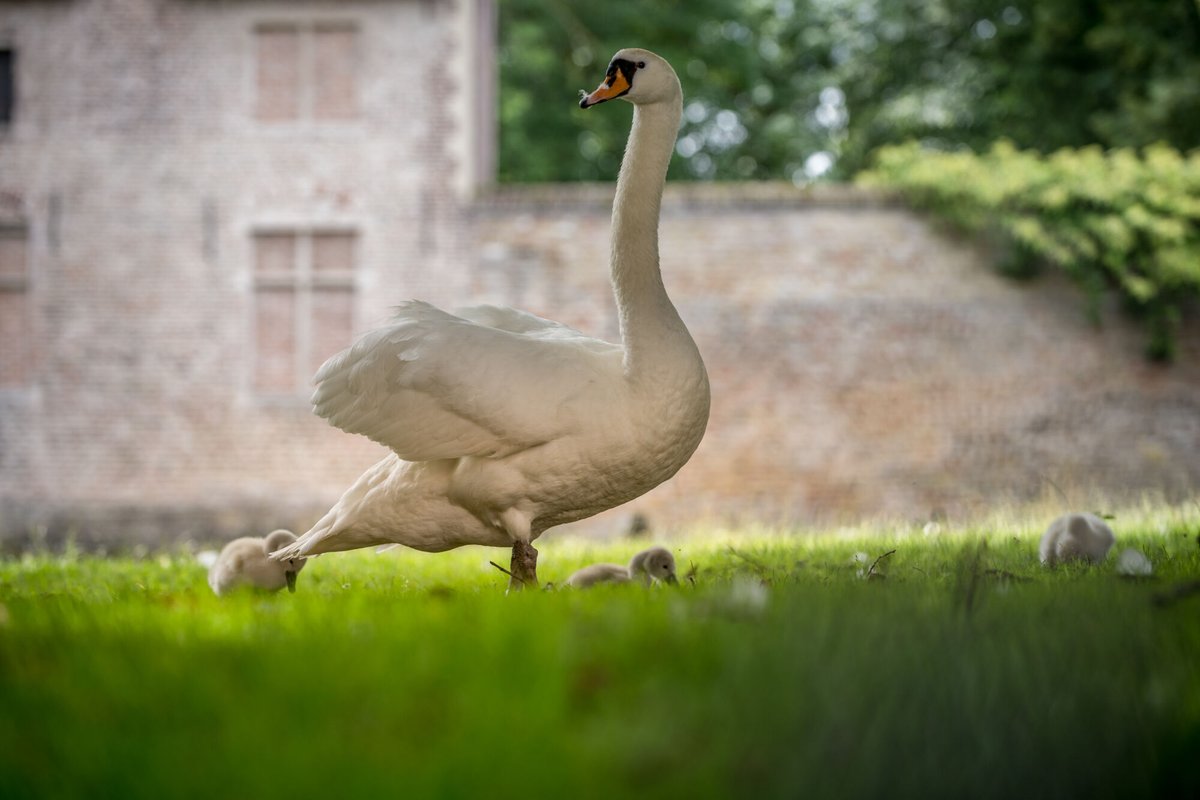 As some of you may have seen, the breeding season of our swans has begun. Please always stay at a sufficient distance from the breeding swans and respect their peace and privacy at all times, also when passing a nest during a canal cruise. Thank you! 🦢