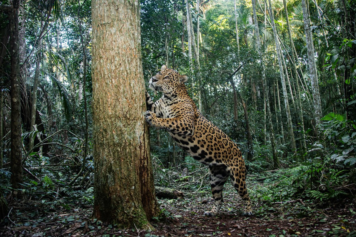 ¡<a href="/PNUDArgentina/">PNUD en Argentina 🇦🇷</a> PRESENTA EL PRIMER SEGURO DE YAGUARETÉ DEL MUNDO! 🐆🆕

🙌 Esta solución innovadora busca proteger a la especie y a las comunidades rurales que conviven con él.

Lee más acá 👉 go.undp.org/3zH