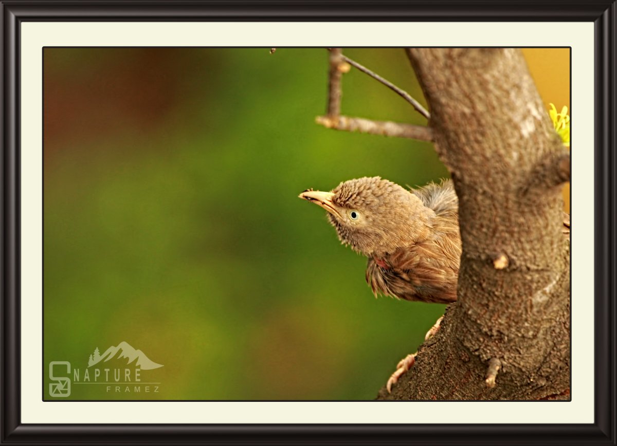 viswaprem_ca's tweet photo. Yellow Billed Babbler
#babbler #yellowbilled #yellowbilledbabbler #babblerbird #cutebird #smallbird #birdsofindia #beautifulbird #birdphotography #naturephotography #natgeo #canonindiaphotography #canonphotography #nationalgeography #natgeoindia #capturedoncanon #birds https://t.co/V1GSyii91D